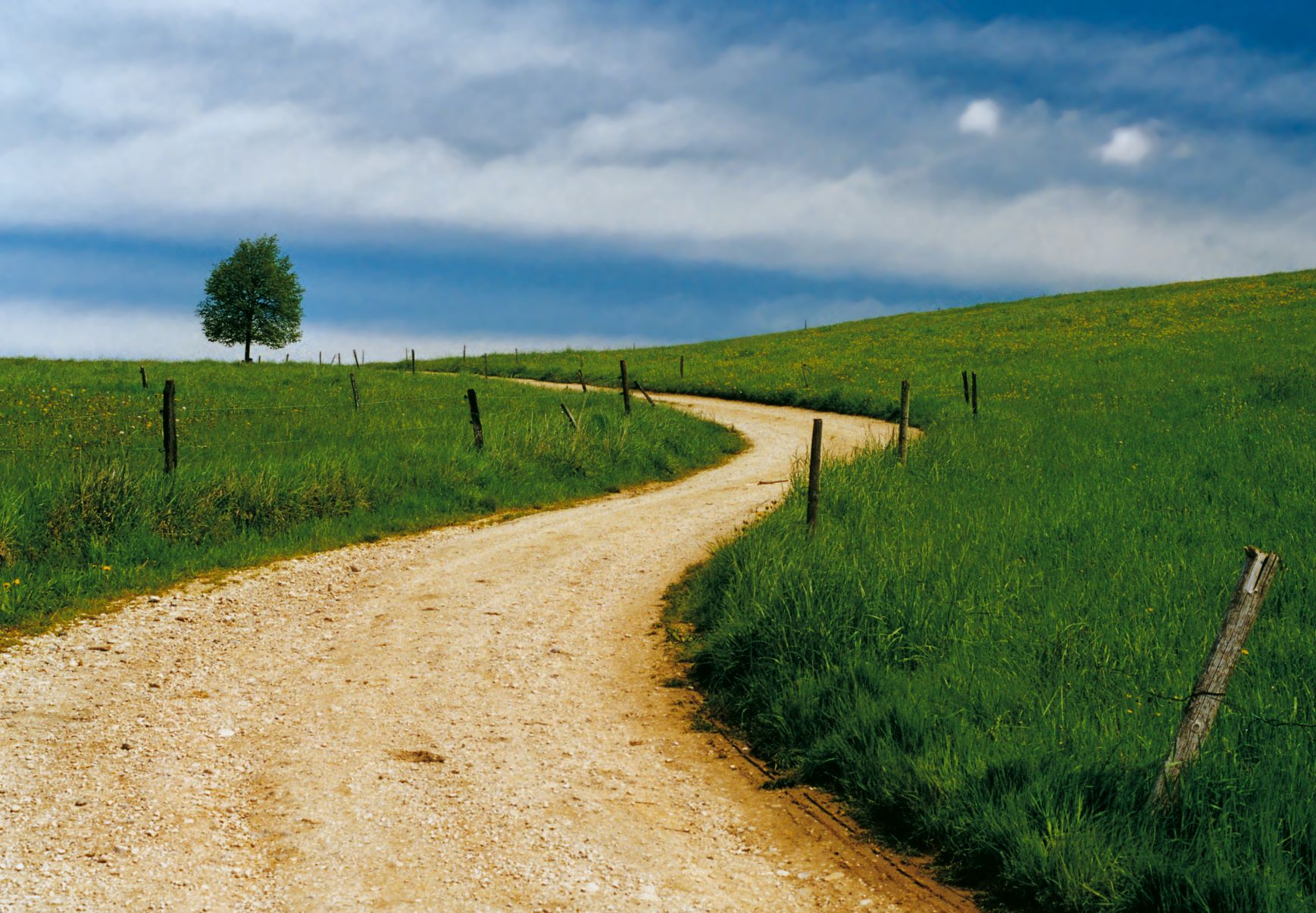 kurvenreicher Weg in einer Wiese